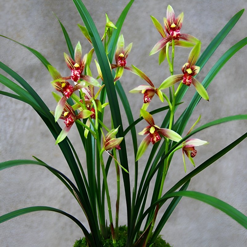 Decoración de bola de musgo con oncidium aromático