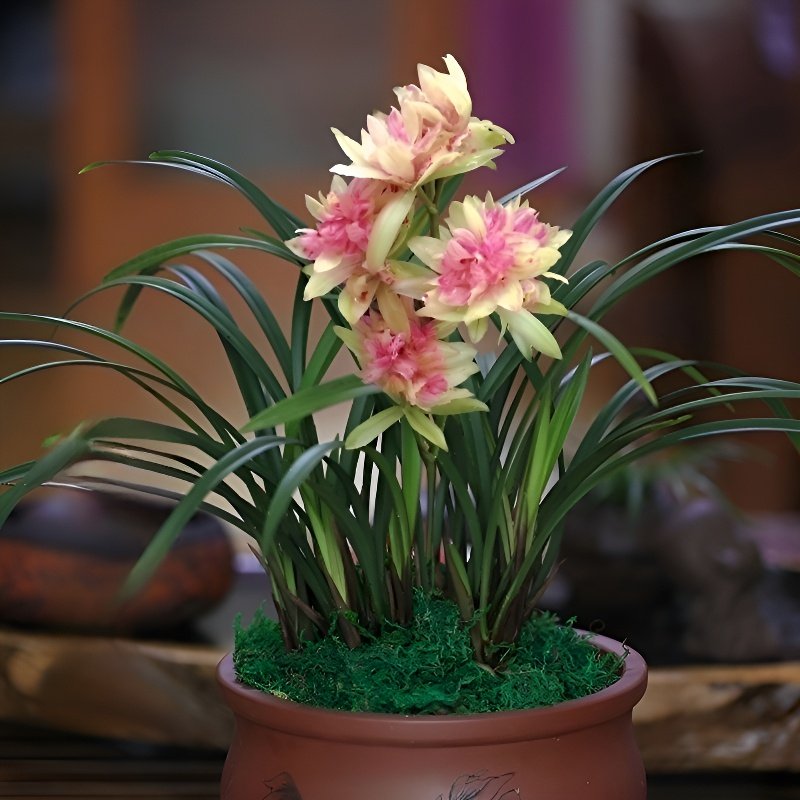 향기로운 온시디움 이끼 공
