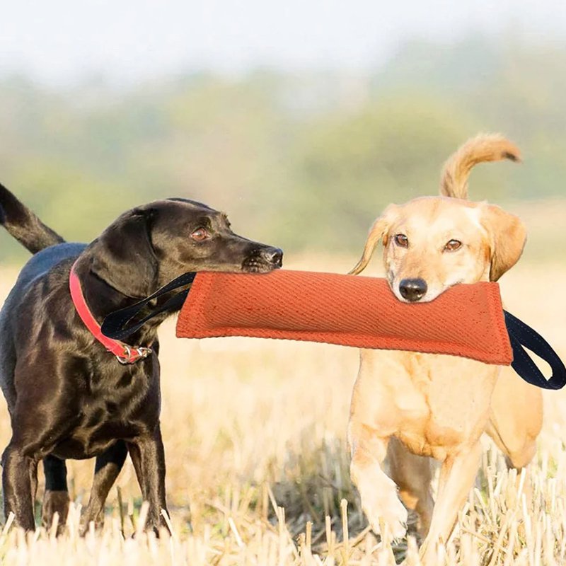지속 훈련 애완동물 인터랙티브 장난감