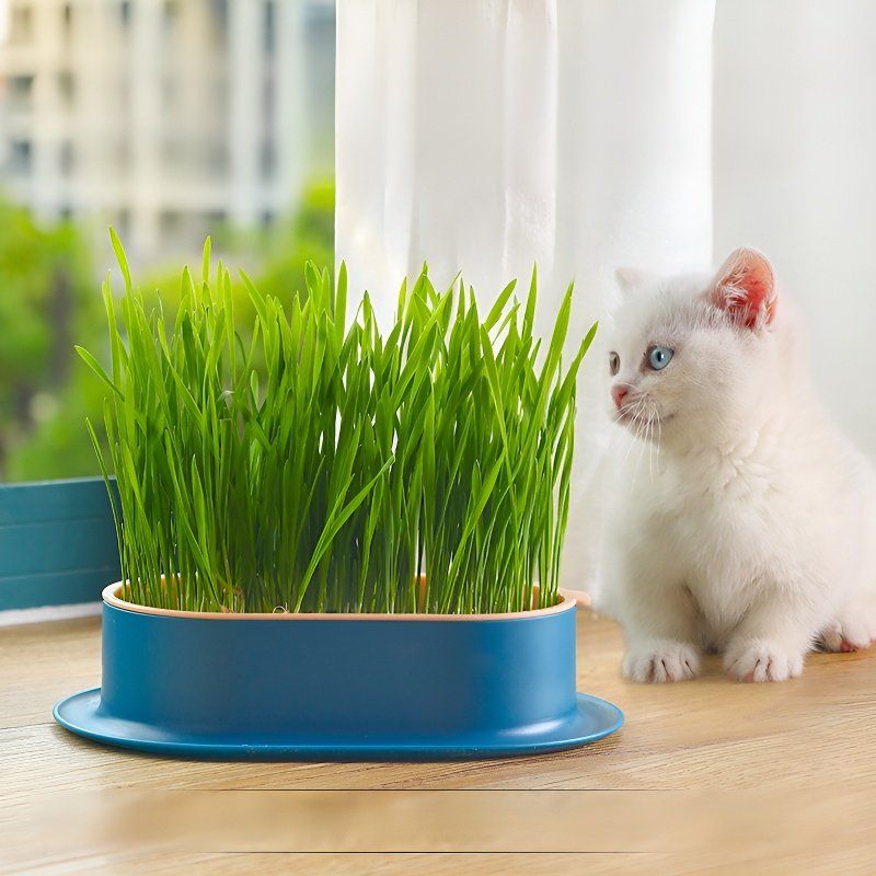 Bac à herbe à chat hydroponique sans terre