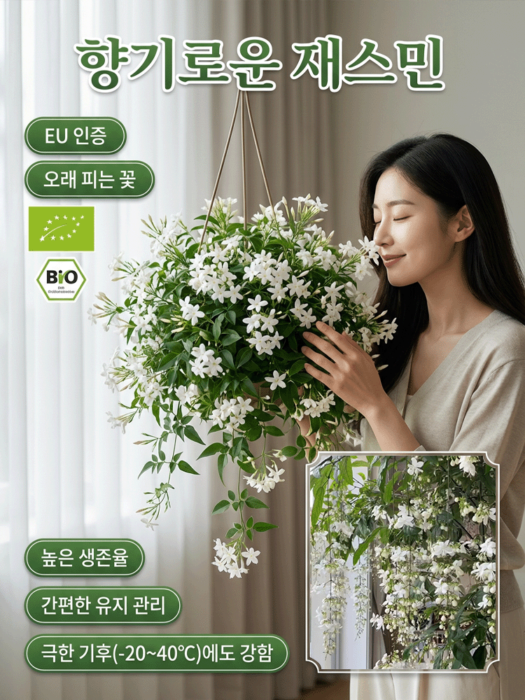 【향기 폭발】늘어지는 자스민 씨앗