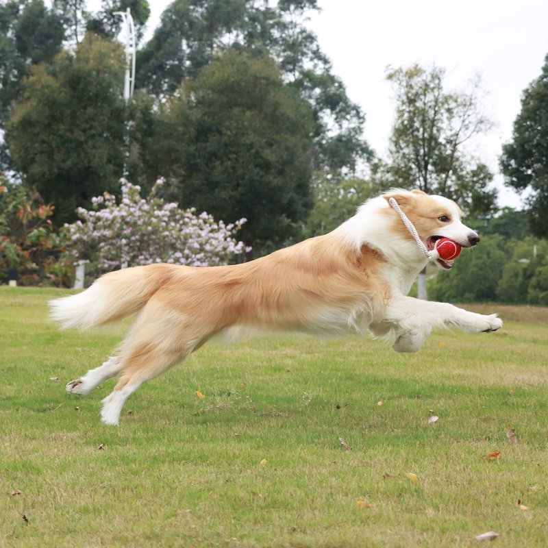 Pelota de tenis interactiva para limpieza dental de mascotas