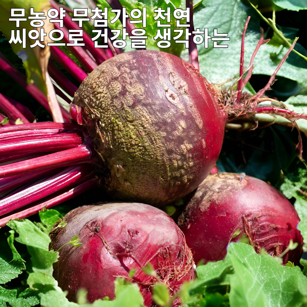 붉은 비트 씨앗