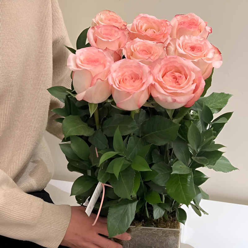 ベランダ用鉢植えバラ