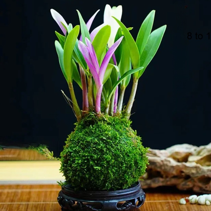 덴드로비움 꽃과 녹색 식물