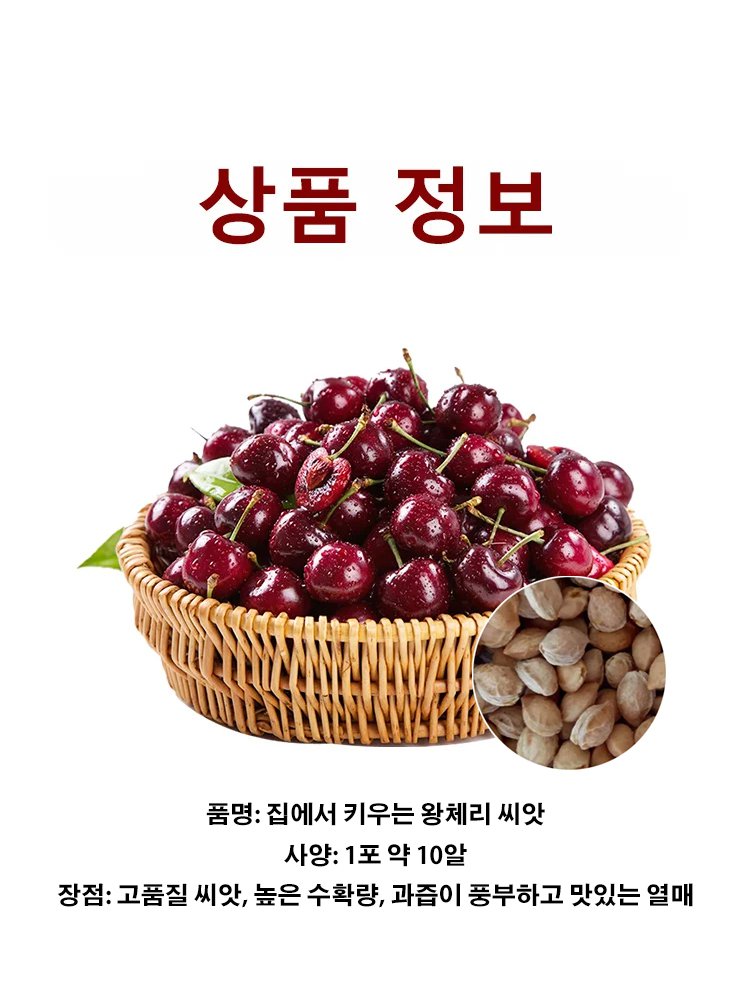 100% 생존 체리 묘목