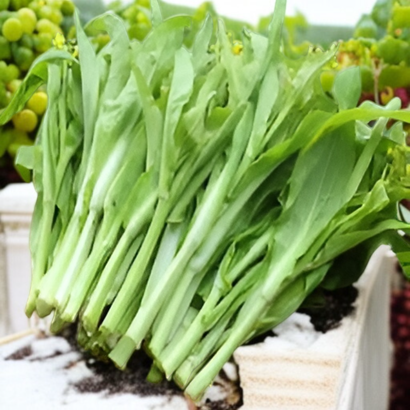 Hochwertige, ertragreiche, frühreife Chinakohlherz-Samen