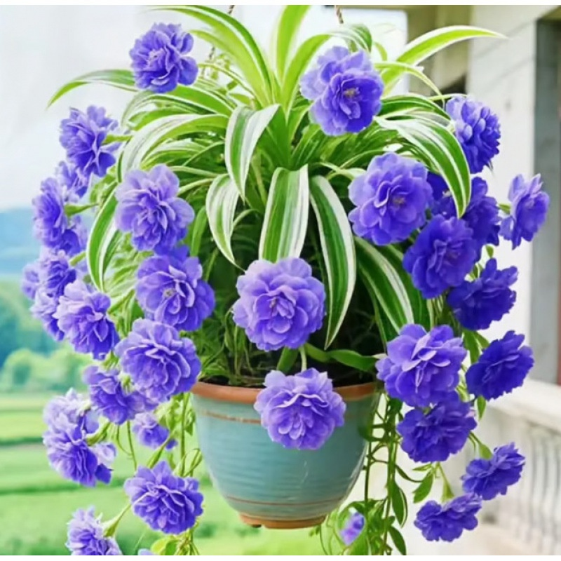 Semillas de Planta Colgante de Perfume