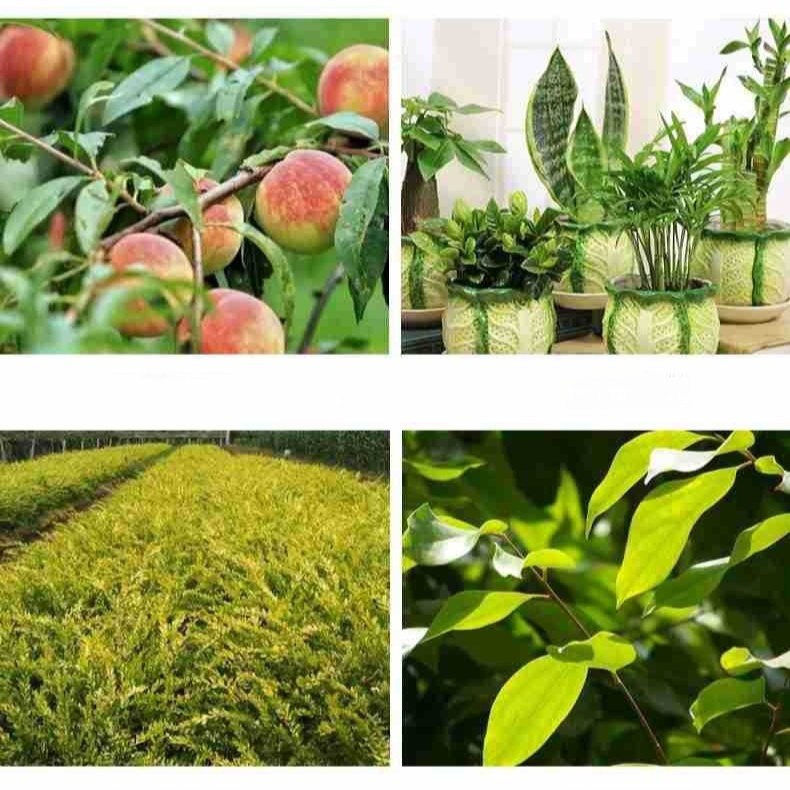 楽々園芸用ハサミ