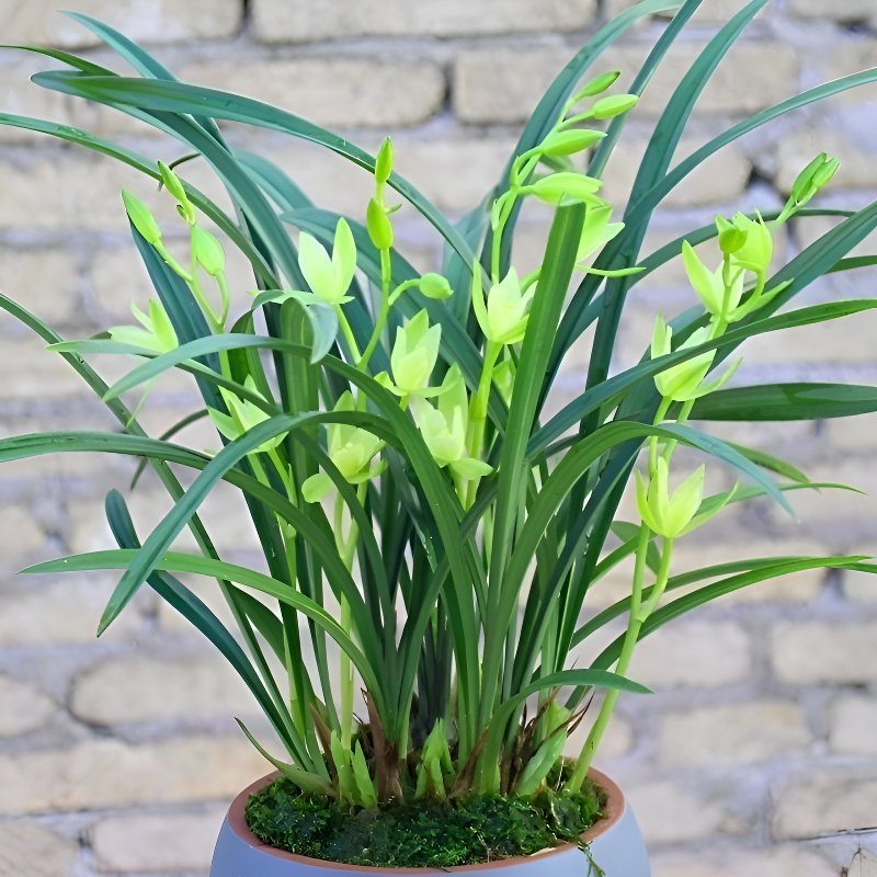 향기로운 온시디움 이끼 공