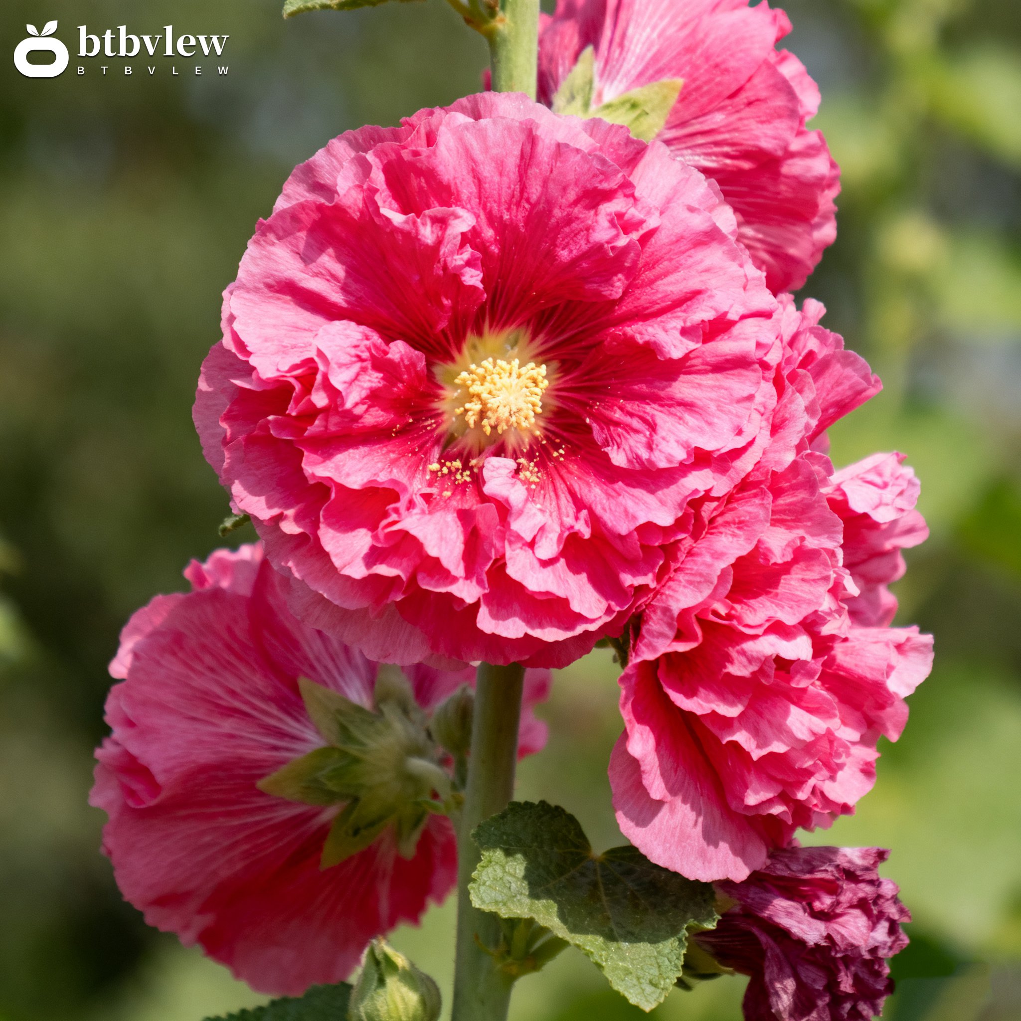 Dvojitě kvetoucí semena slézu (Alcea)