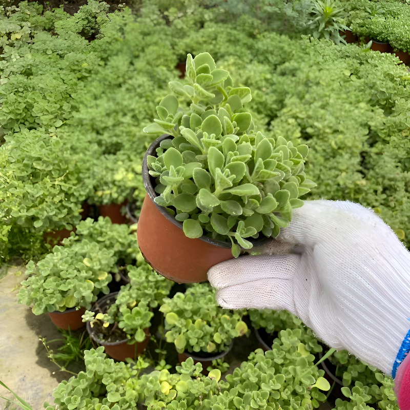 실내 공기 정화 향기