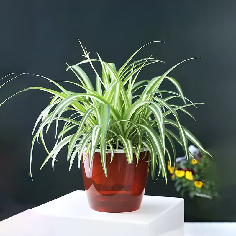 게으른 사람은 스스로 물을 준다 화분 화분