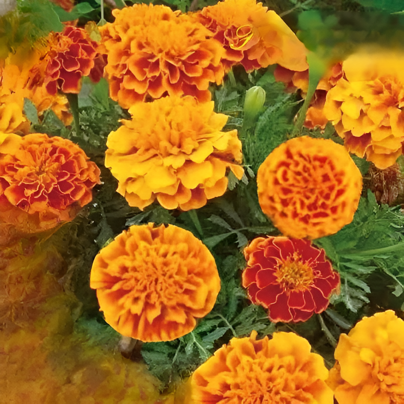 四季の花寄せ植えセット