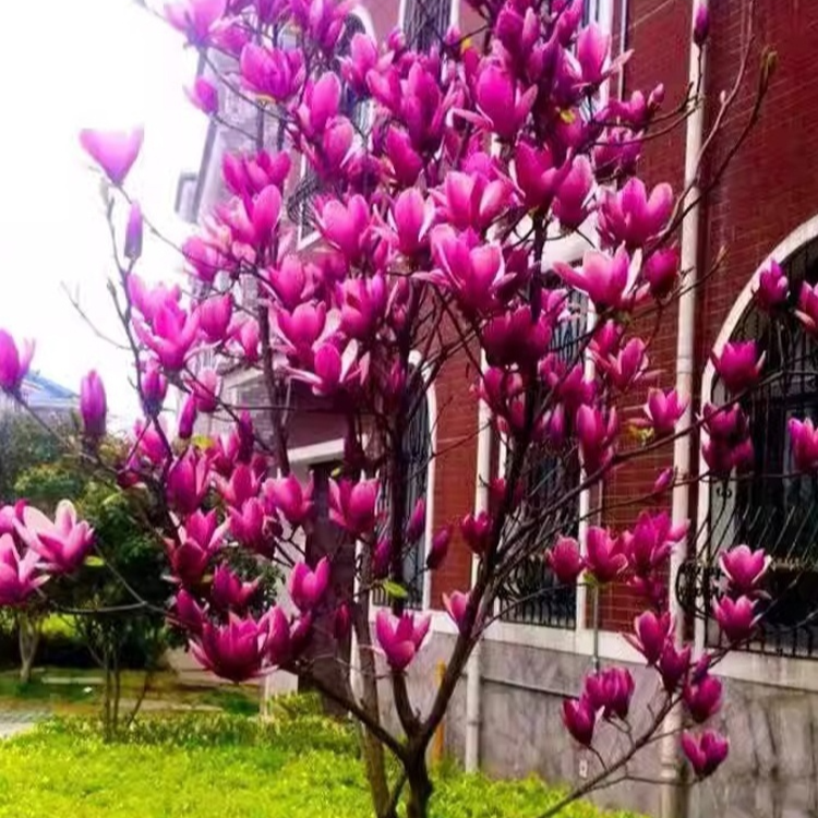 화훼빌라 자목련 식재용 묘목