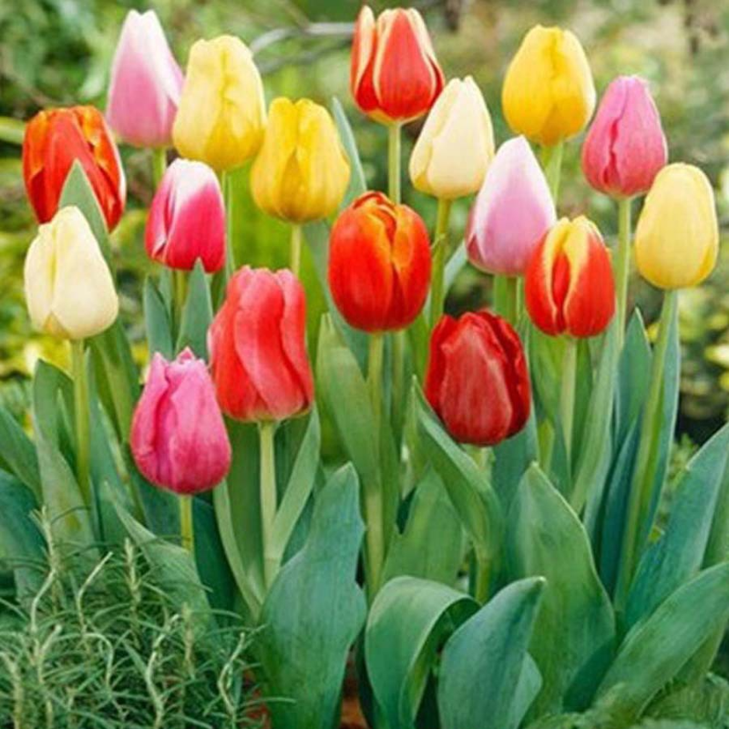 Hydroponic tulips