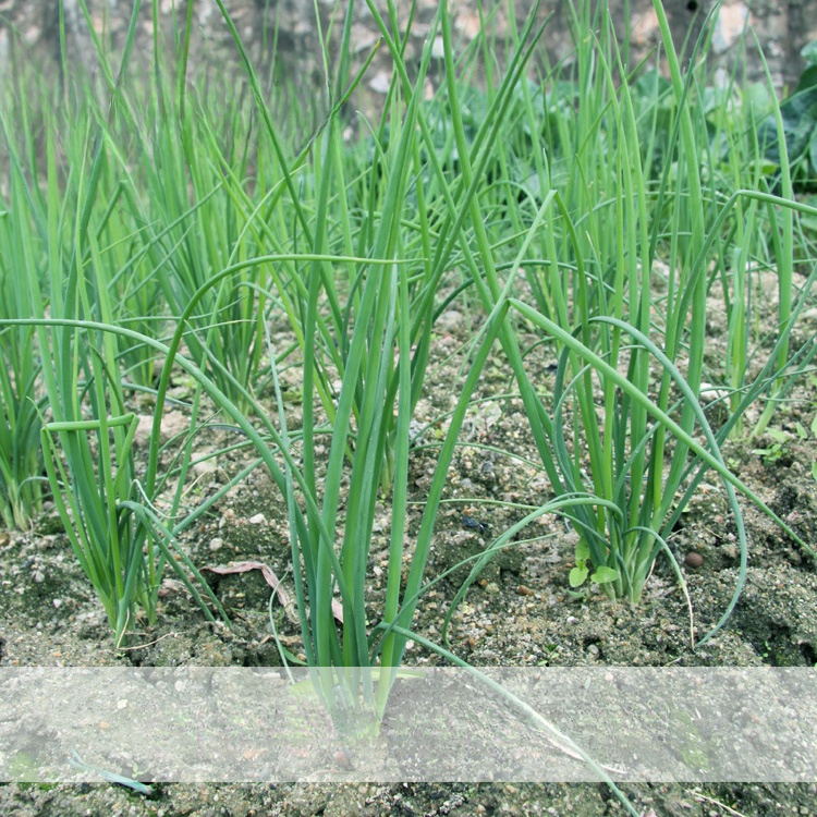 เมล็ดต้นหอม