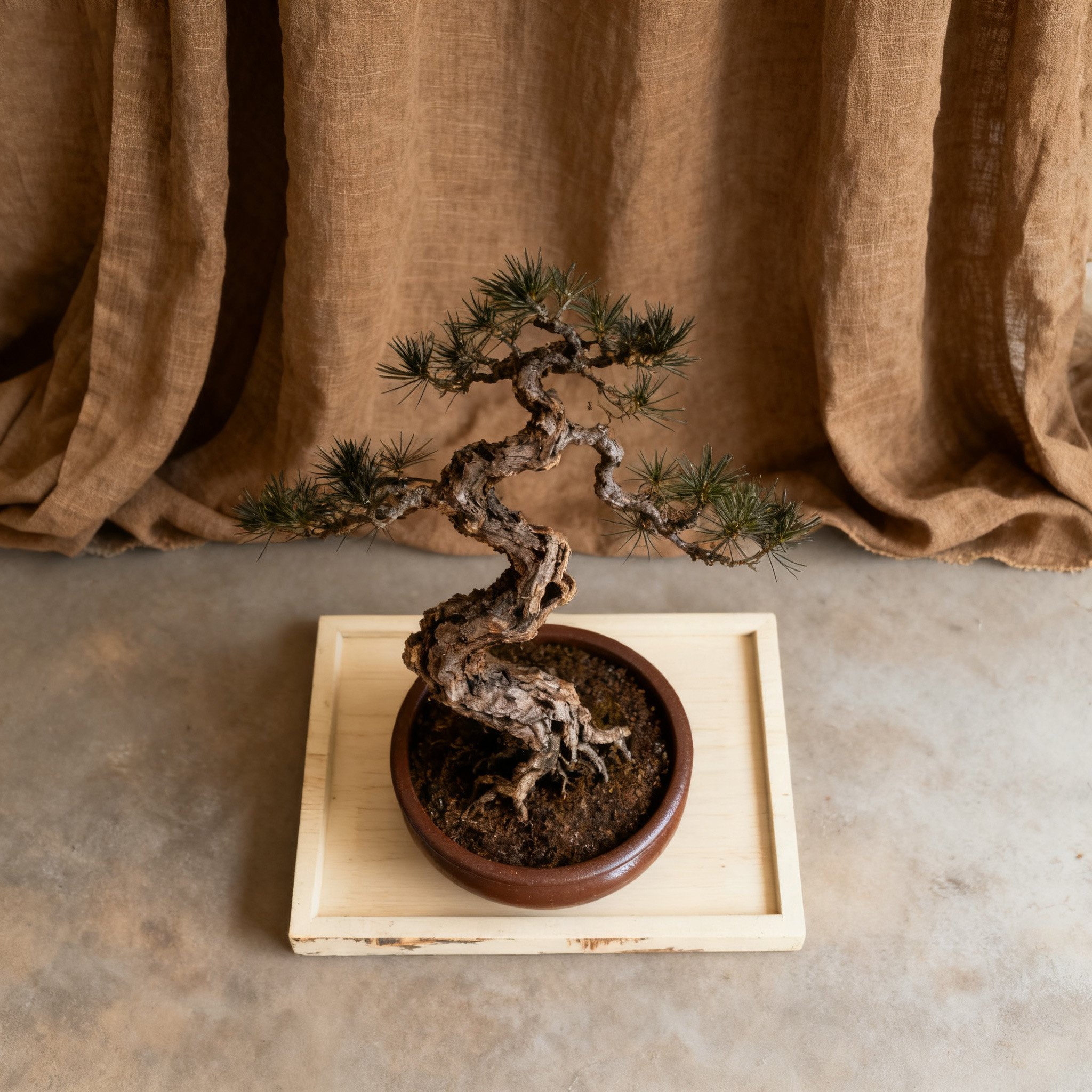 บอนไซต้นสนขนาดเล็กบนโต๊ะทำงาน