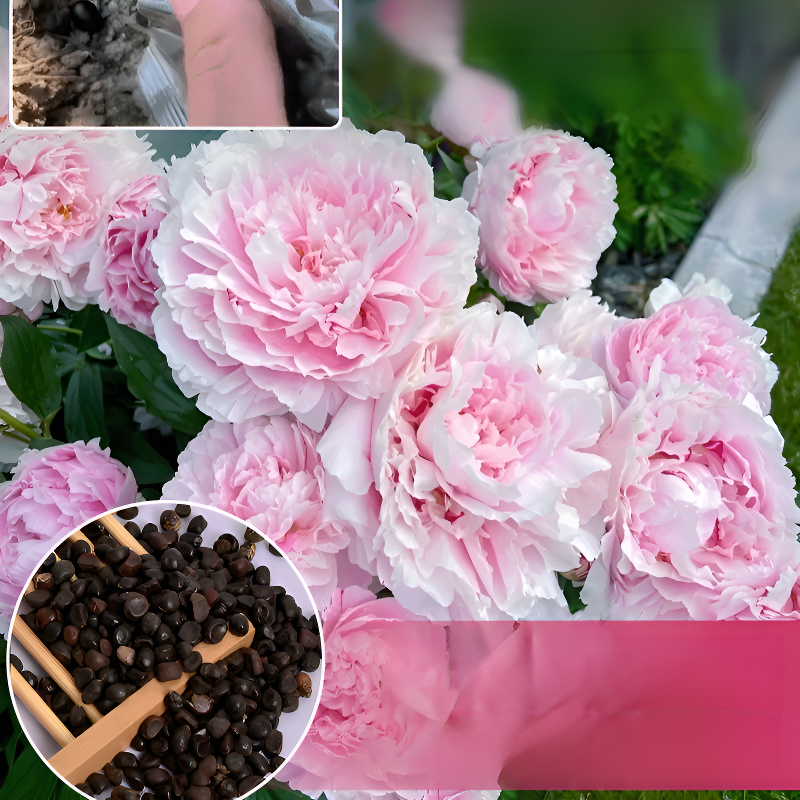 신선한 작약 씨앗