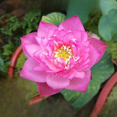 Nenúfar de la buena suerte de las cuatro estaciones