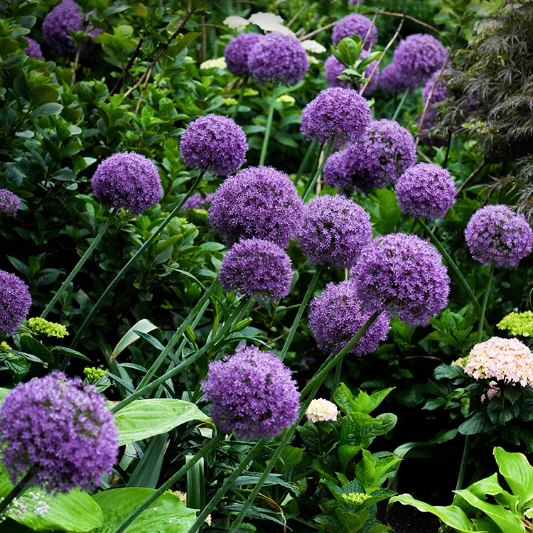 Zierlauch im Topf, einfach zu pflanzen, schnelle Wurzelbildung, Blüte im ersten Jahr