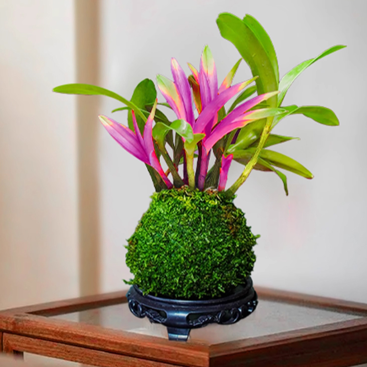 덴드로비움 화분 식물