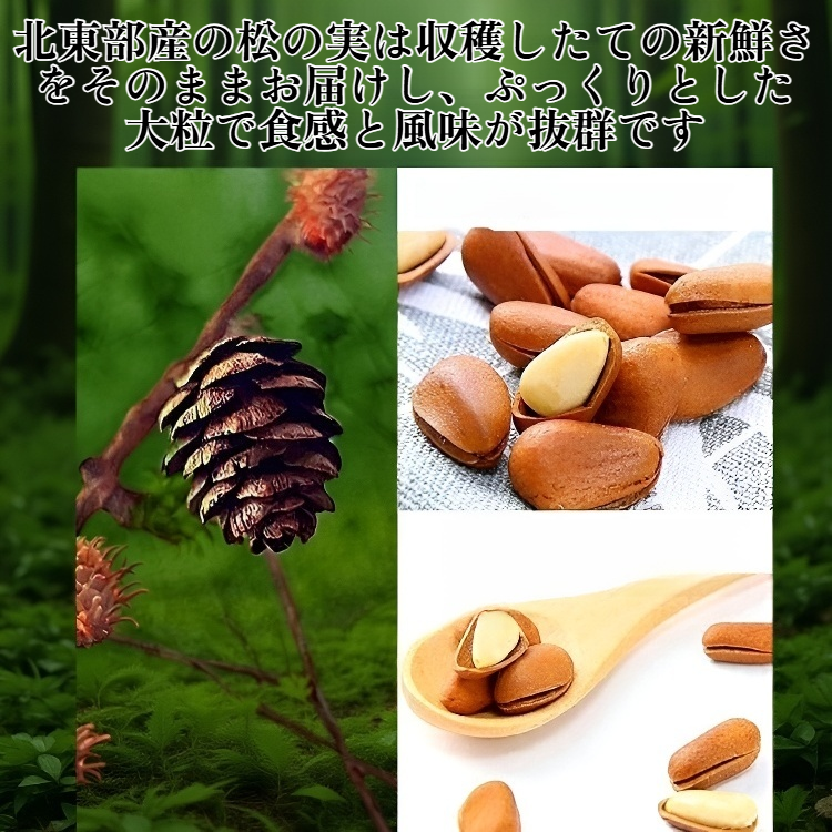 収穫したての大粒北東部産松の実