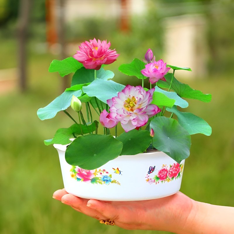 Four Seasons Blooming: Bowl Lotus Seeds