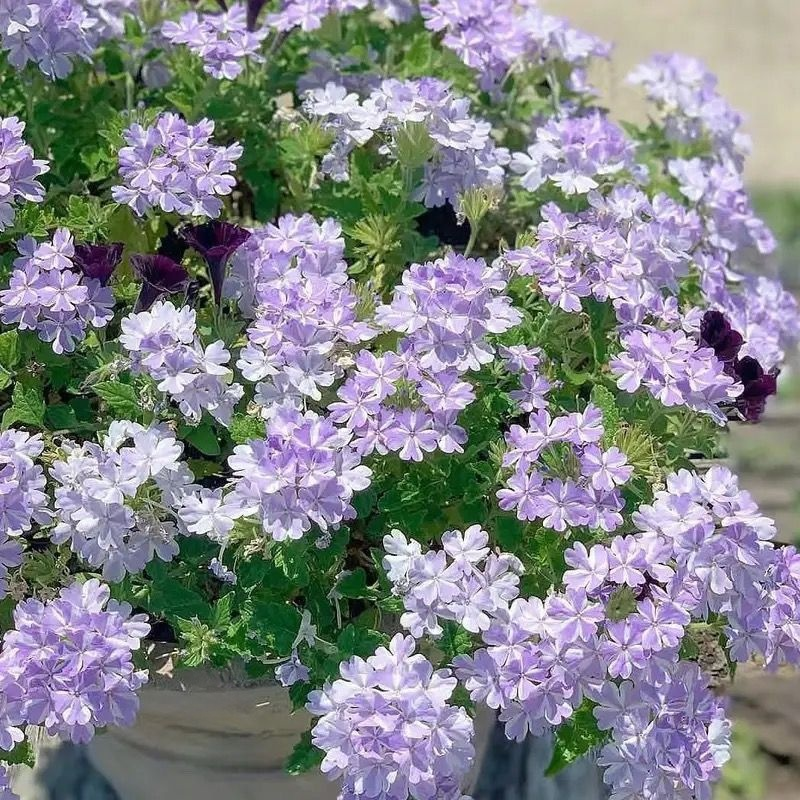 Four Seasons Planting Verbena Seeds