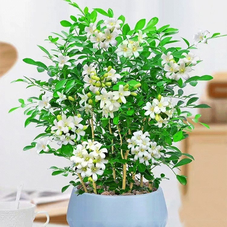 Mosquito repellent, strong fragrance, four season flowering, nine spice potted plant