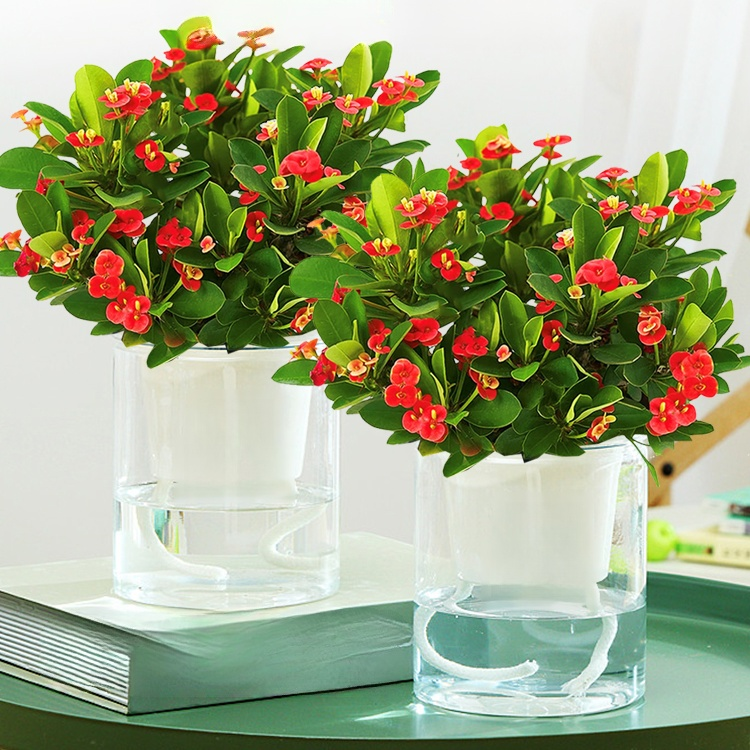 가시관나무 실내 분재