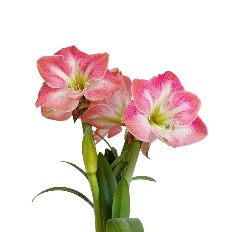 Bulbos de flores dobles de amaryllis