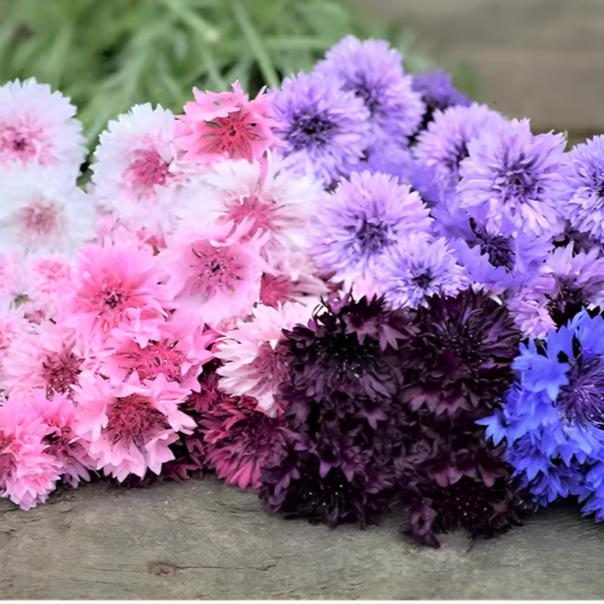 Pflegeleichte Kornblumensamen im Blumengarten