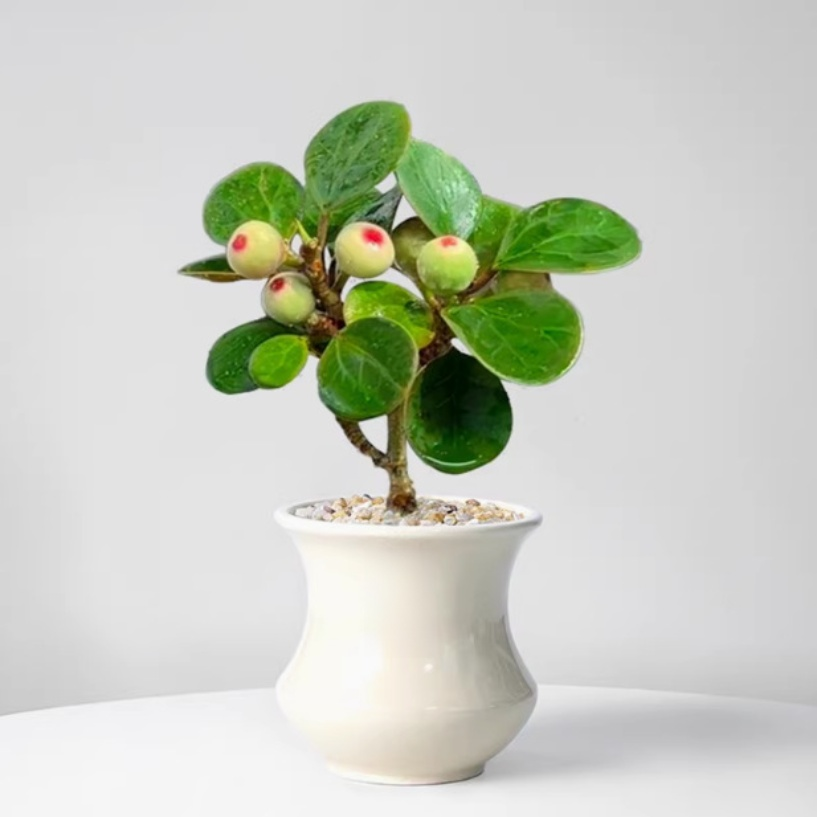 Little Bodhi Indoor Potted Plant