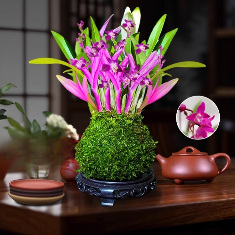 덴드로비움 화분 식물