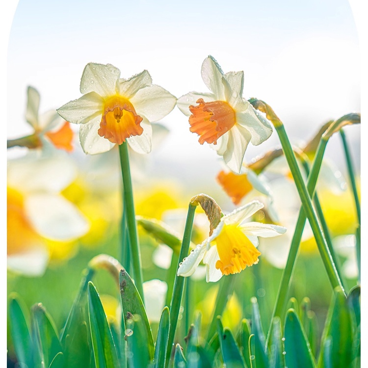  All-Season Blooming Hardy Daffodil Bulbs