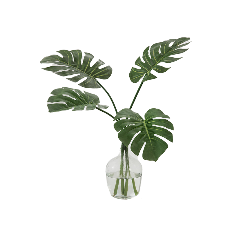 몬스테라 델리시오사 분재