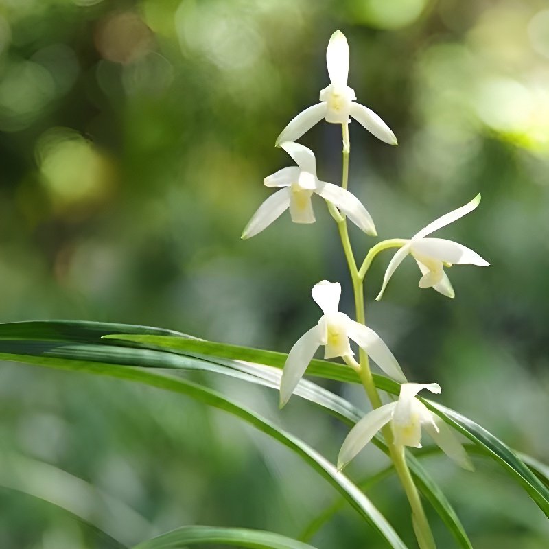 香水文心蘭苔蘚球