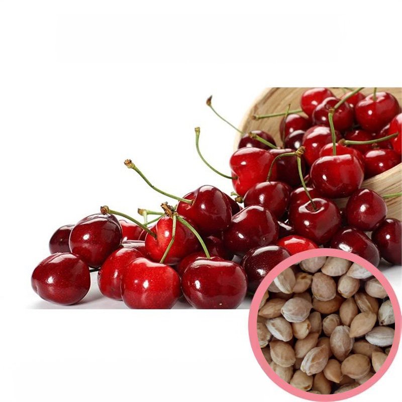 เมล็ดต้นเชอร์รี่