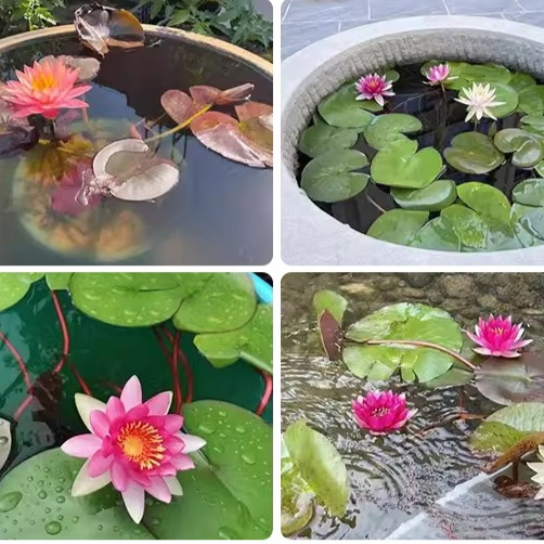 실내 장식용 수련 수경 재배