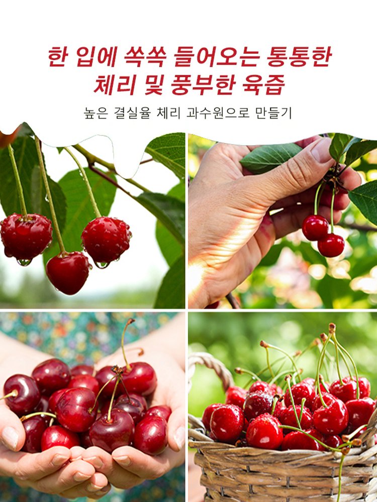 100% 생존 체리 묘목