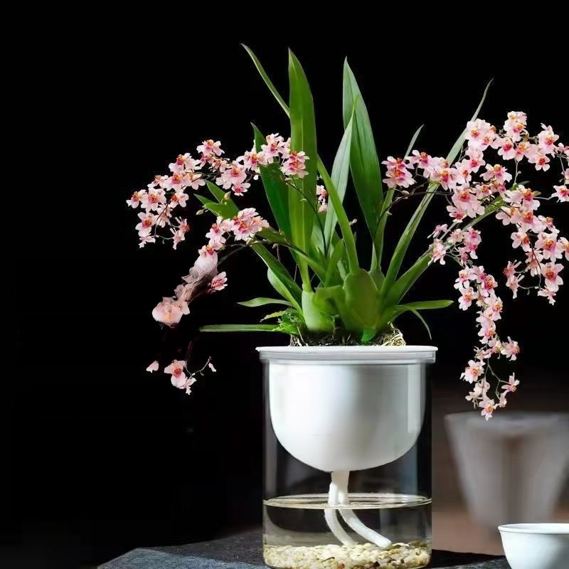 水耕四季開花香水文心蘭