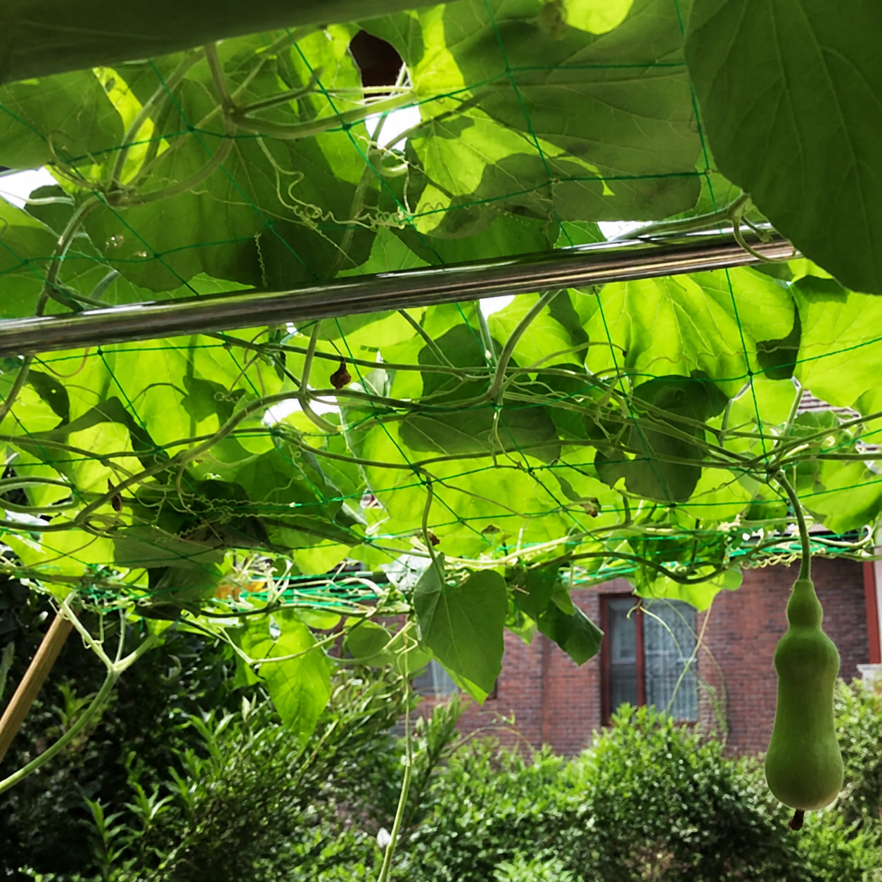 Garden Plant Support Trellis Net