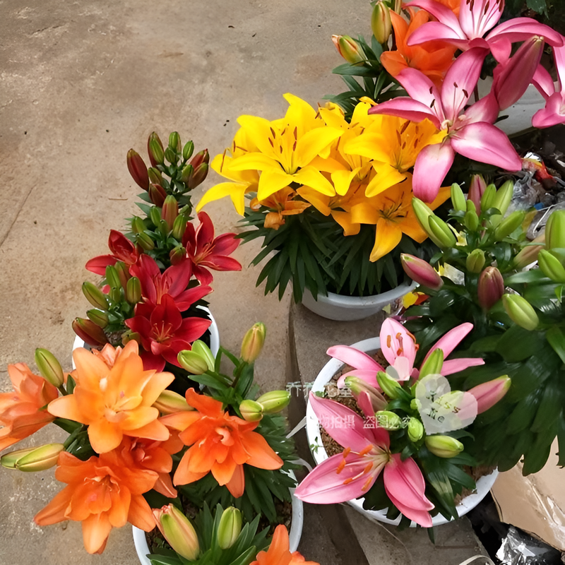 Potted lilies