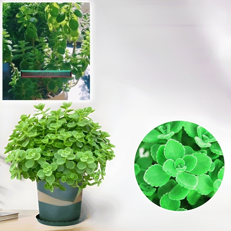 Mosquito-Repelling Potted Mint Plant