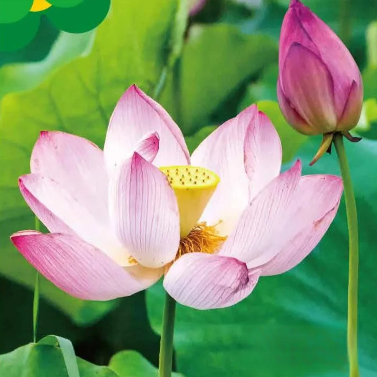 คู่มือฉบับสมบูรณ์สำหรับการปลูกต้นบัวในกระถาง