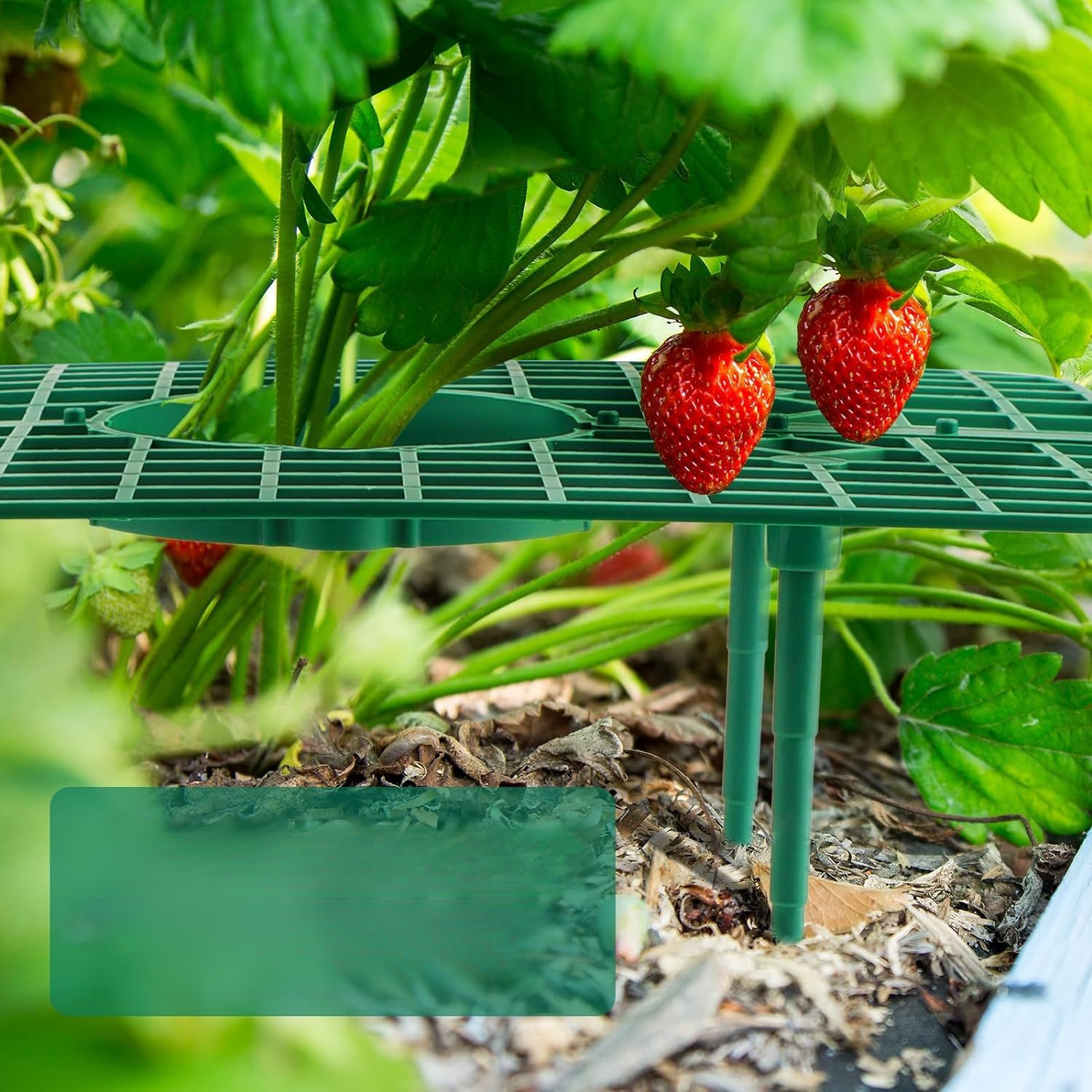 イチゴ栽培用トレリス植栽フレーム
