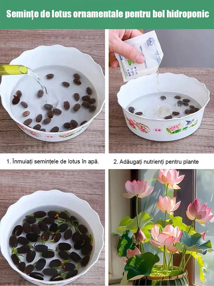 Lotus decorativ hidroponic