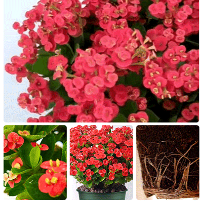 四季開花虎刺梅盆栽