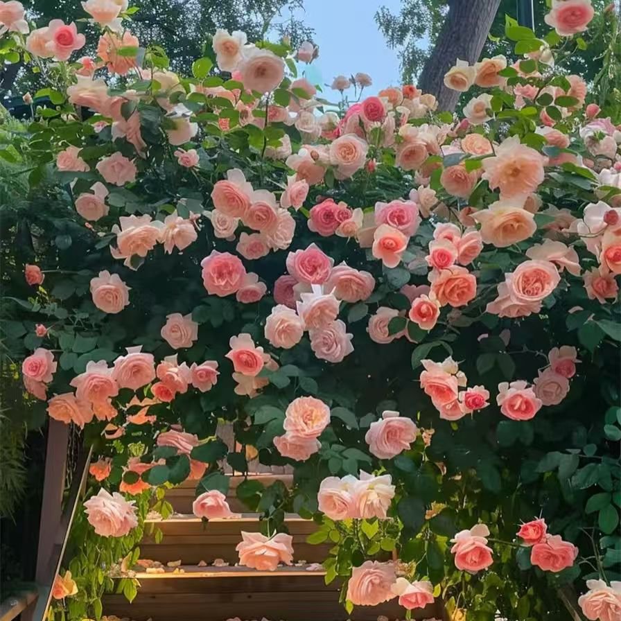 이중 꽃잎 장미